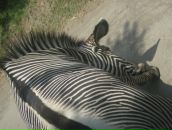 Фотография Гризановой Екатерины