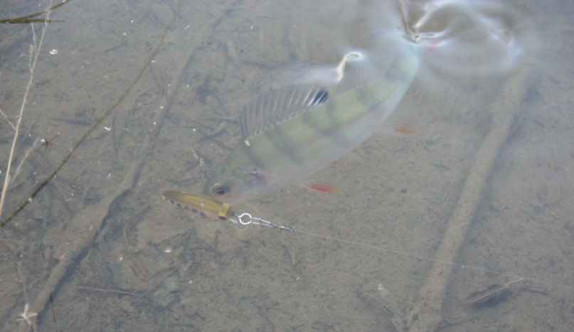 Максим Корпачёв фотография #39