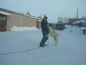 Фотография Гулуева Ильяса