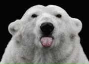 Фотография Лебединец Катерины