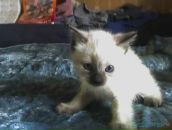 Фотография Кияновской Алисы