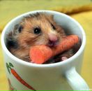 Фотография Черных Евгении