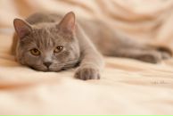 Фотография Стефановой Марины