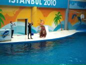 Murat Uzun фотография #29 (источник - https://vk.com/id1846906)