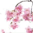 Фотография Пономаревой Ольги