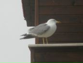 Фотография Тенчуриной Алины