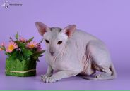 Фотография Симоновой Натальи