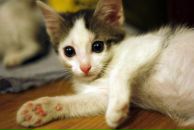 Фотография Смородинова Максима