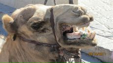 Фотография Шишкиной Екатерины