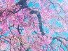 Аліна Крижанська фотография #9 (источник - https://vk.com/id115398261)