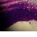 Олічка Юраш фотография #10 (источник - https://vk.com/id153876365)