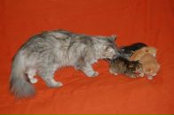 Кіріл Петрук фотография #49 (источник - https://vk.com/id2620559)