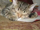 Фотография Кукушкина Вячеслава