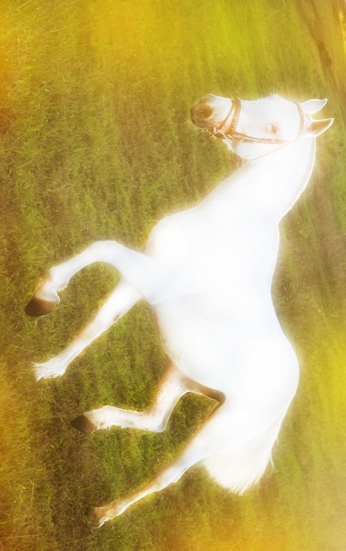 Тимур Жеребец фотография #8