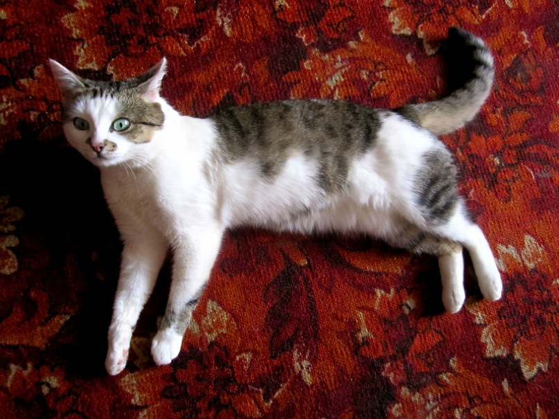 Ольга Гребенникова фотография #33