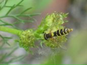 Фотография Шуйской Ани