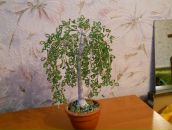 Інна Безбородова фотография #3 (источник - https://vk.com/id76894308)