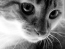 Юля Стрілець фотография #49 (источник - https://vk.com/id52218388)