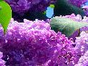 Андріана Кравець фотография #32 (источник - https://vk.com/id139948808)