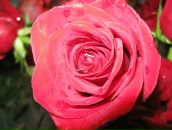 Фотография Лебедевой Галины