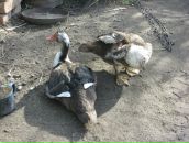 Антон Абраменко фотография #17 (источник - https://vk.com/id2248317)