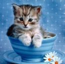 Марічка Допта фотография #20 (источник - https://vk.com/id122253740)