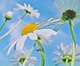 Фотография Григорьевой Ники