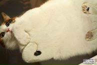 Сакина Матвеева фотография #1