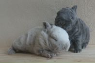 Фотография Харламовой Анны