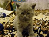 Дима Петухов фотография #40 (источник - https://vk.com/id2730252)