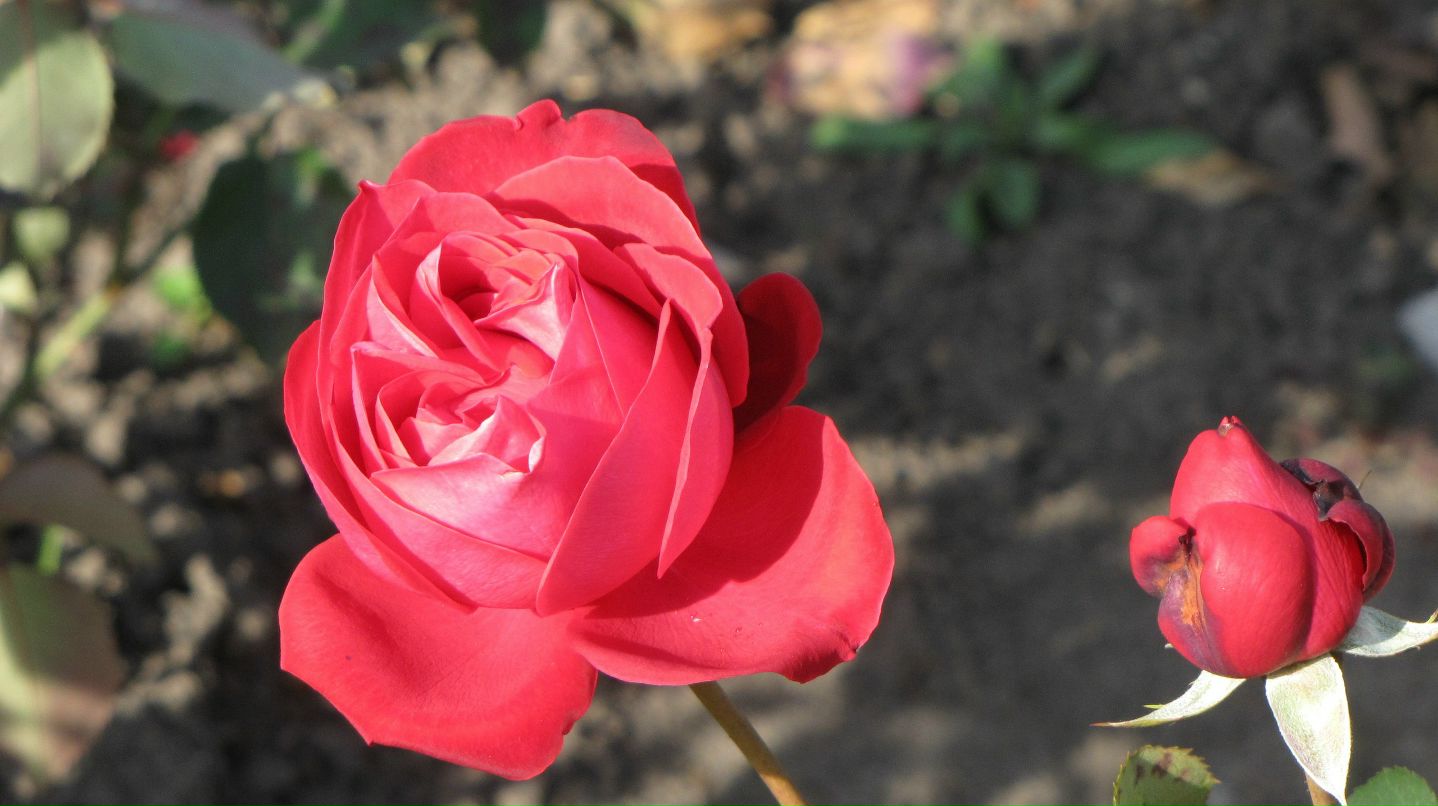 Елена Душка фотография #36