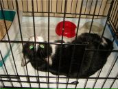 Фотография Комарова Николая