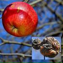 Іваночка Корольчук фотография #35 (источник - https://vk.com/id83557864)