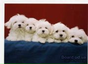 Фотография Быковской Владиславы