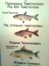 Віталік Пасєка фотография #15 (источник - https://vk.com/id63623114)