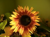 Фотография Чеченёвой Елены