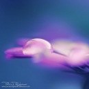 Фотография Сухорученко Елены