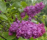 Фотография Лявданской Марии