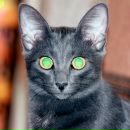 Фотография Михай Натали