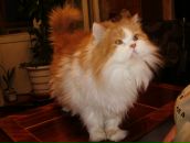 Фотография Бурцевой Анастасии