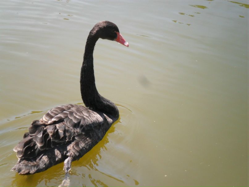 Сергей Рыльський фотография #3