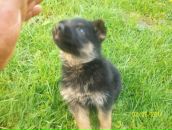 Андрій Остап'юк фотография #46 (источник - https://vk.com/id71971514)