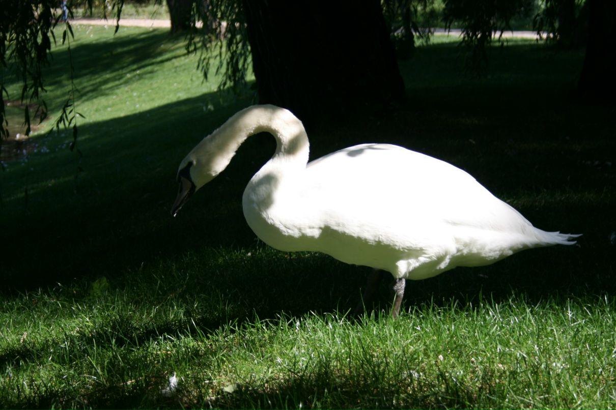 Андрій Девіс фотография #50