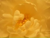 Фотография Strigo Irene