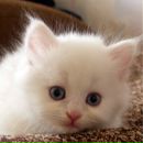 Свєта Королюк фотография #7 (источник - https://vk.com/id29500023)