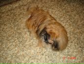 Фотография Горбовой Елены