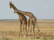 Антон Єлісєєв фотография #4 (источник - https://vk.com/id9731448)