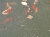 Ігор Носалюк фотография #48 (источник - https://vk.com/id33754899)