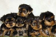 Зоряна Іванова фотография #16 (источник - https://vk.com/id13804886)