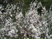 Віта Драч фотография #42 (источник - https://vk.com/id87258244)